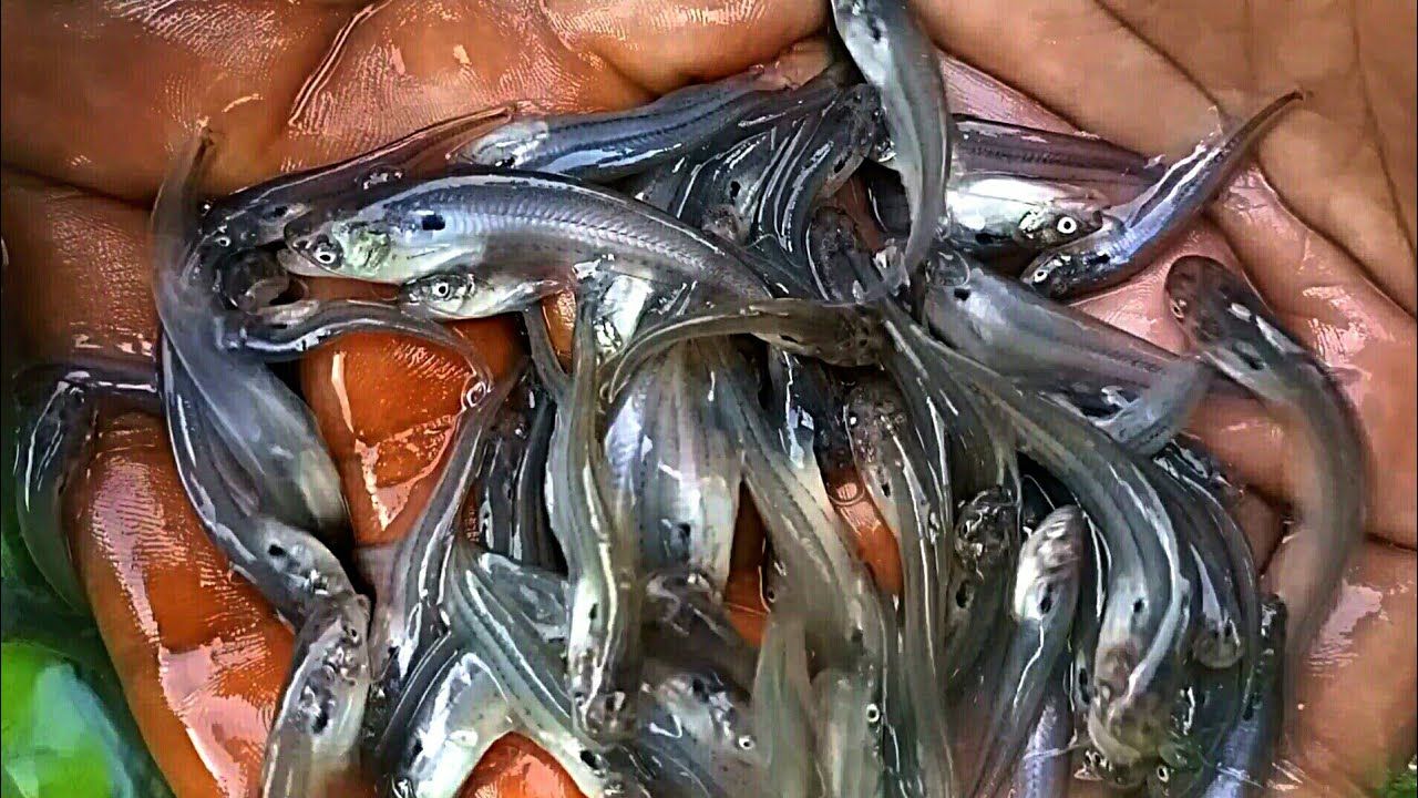 Best Quality Pabda Fish Seed