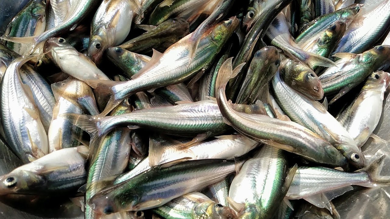 Pangasius Fish Seed