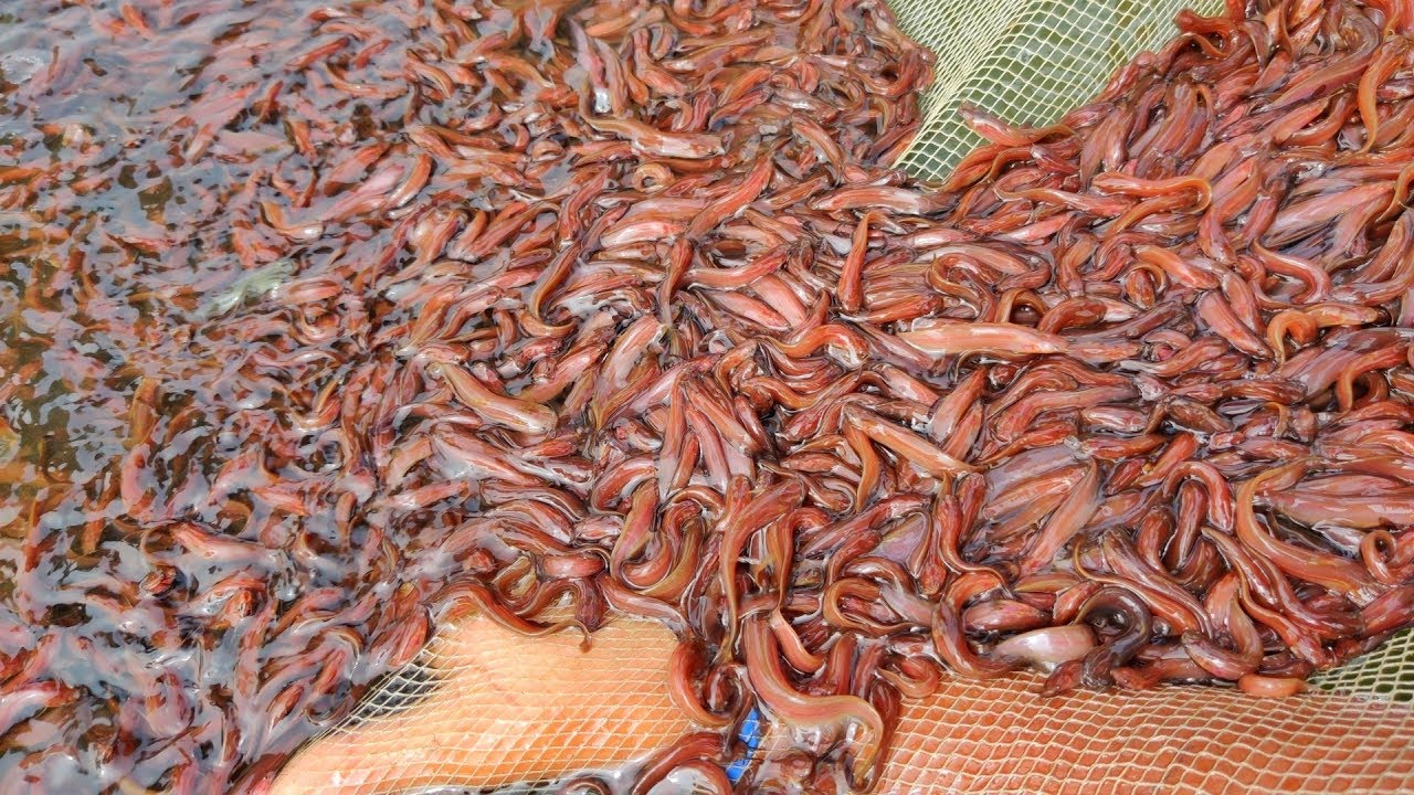 Best Quality  Singhi Fish Seed