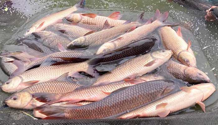 fish-seed-suppliers-near-me-bangla-krishi-khamar-fish-seed-suppliers