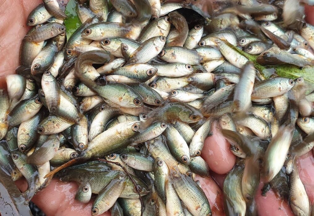 Manipur Fish Seed Supplier - Fish Seeds Price In Imphal, Manipur