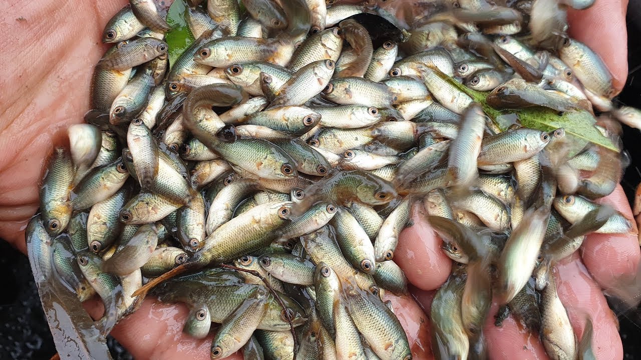 Top Fish Seed Manufacturers in Munnar - फिश सीड मनुफक्चरर्स, मुन्नार -  Justdial