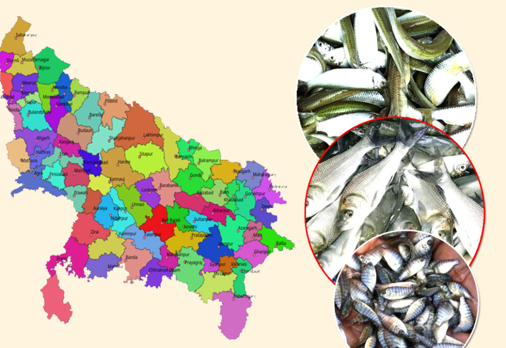 Uttar Pradesh Fish Seed Supplier