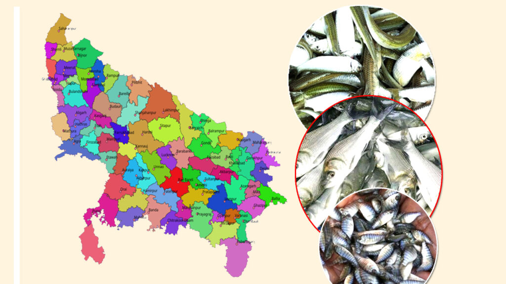 Uttar Pradesh Fish Seed Supplier