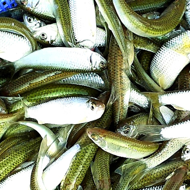 Bangalore Fish Seed Supplier