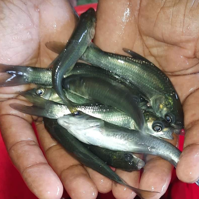 Top Tilapia Fish Stockists in Vadodara - तिलपीअ फिश स्टॉकिसतस, वड़ोदरा -  Justdial