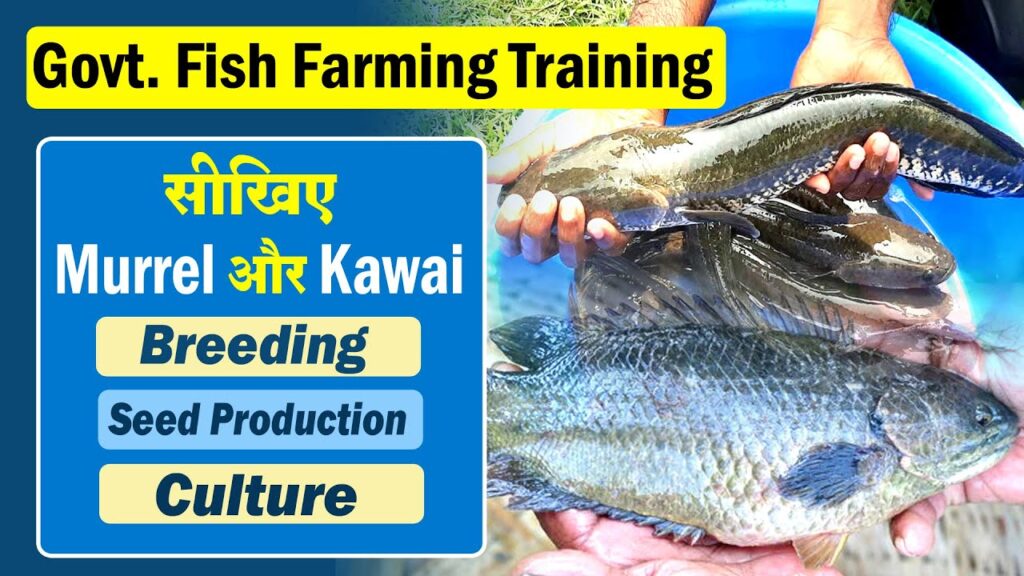 Murrel Fish Farming Training in India