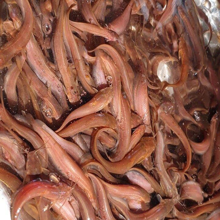 Singhi fish seed