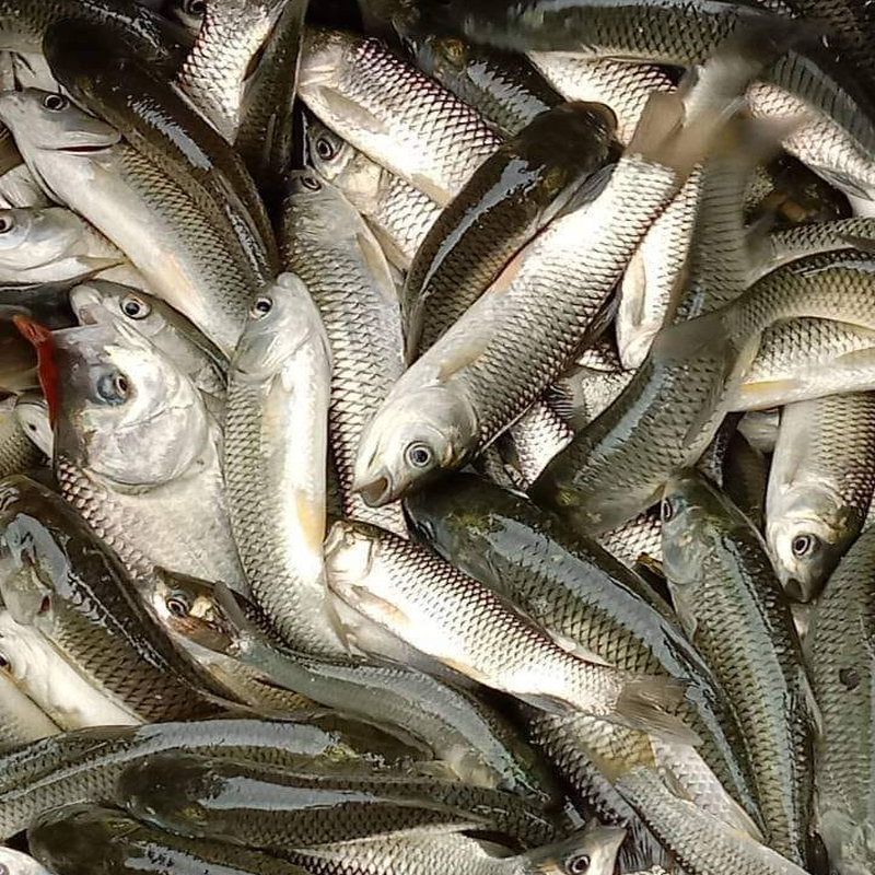 Uttar Pradesh Fish Seed Supplier