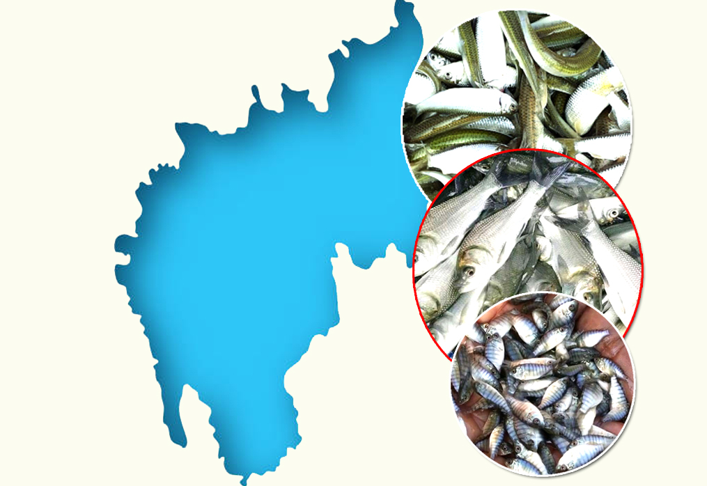 Agartala Fish Seed Supplier