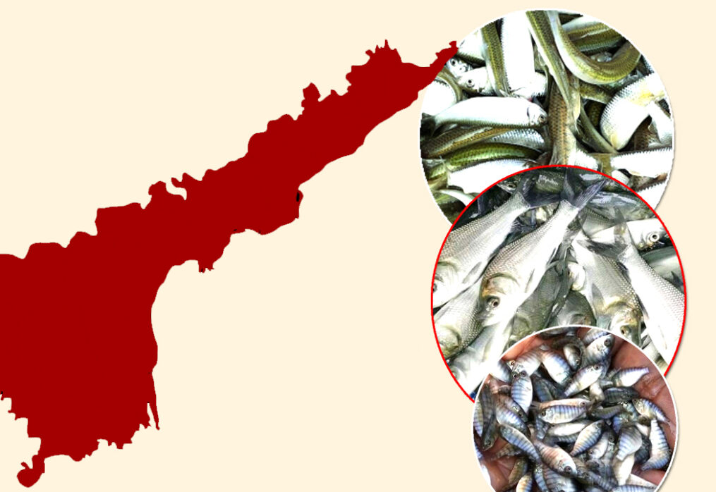 Andhra Pradesh Fish Seed Supplier
