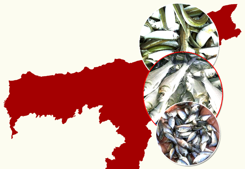 Assam Fish Seed Supplier