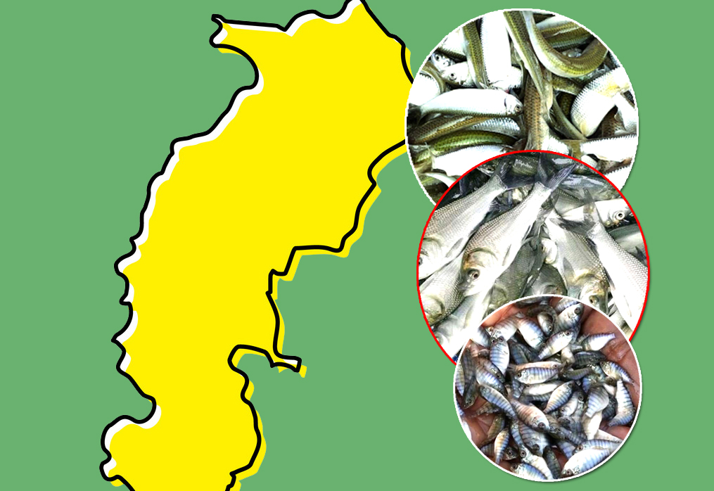 Chhattisgarh Fish Seed Supplier