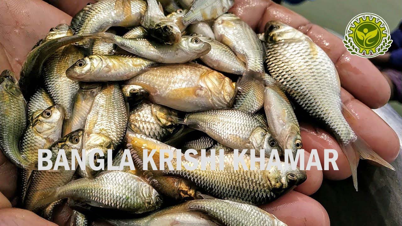 Common Carp Fish Seed Price in India