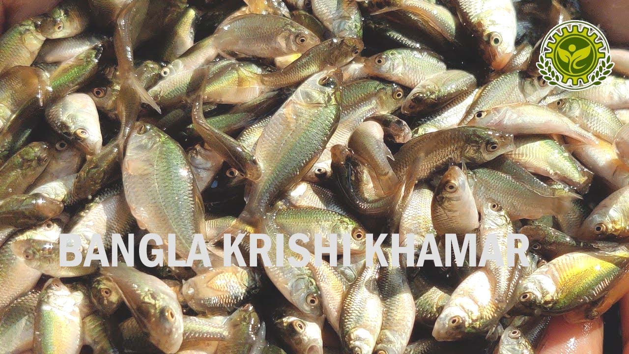 Common Carp Fish Seed Price range
