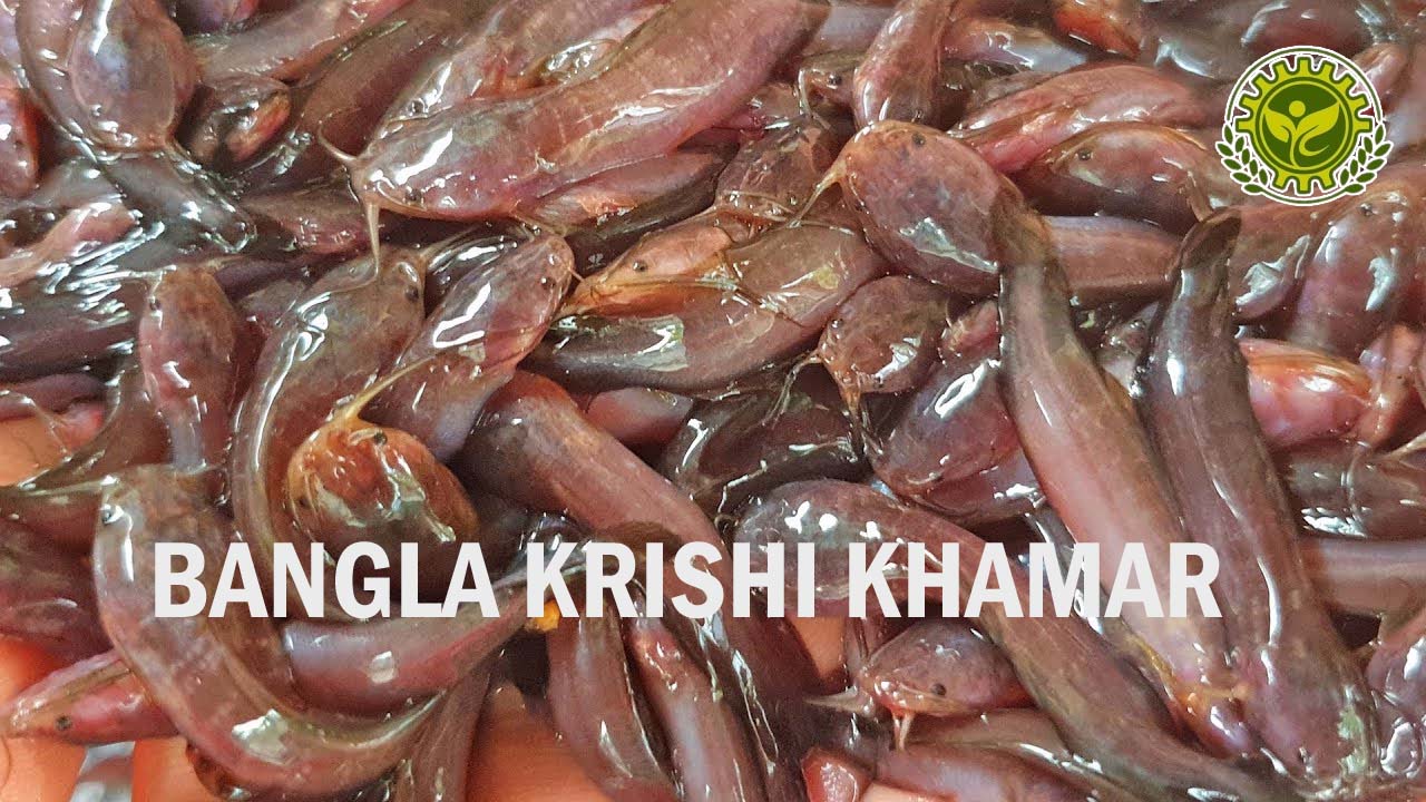 Desi Magur Fish Seed Price in India