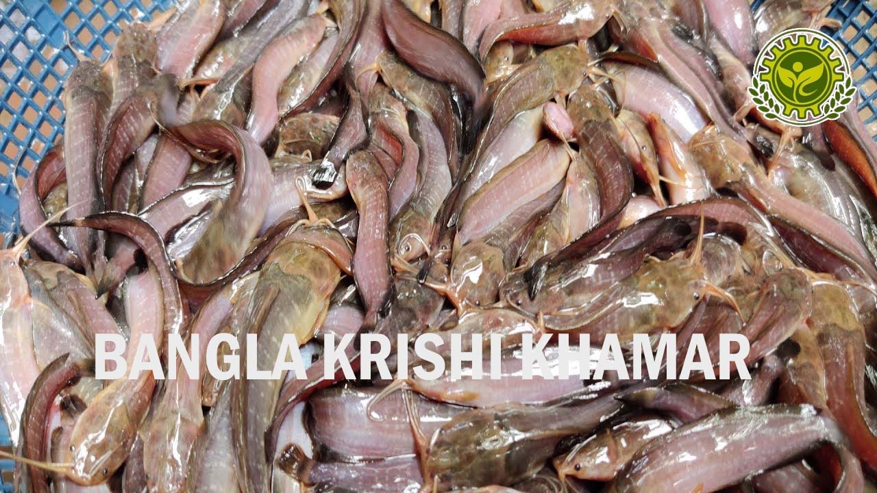 Desi Magur Fish Seed Price range