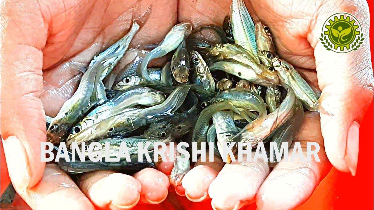 Gulsha Tangra Fish Seed Price in India