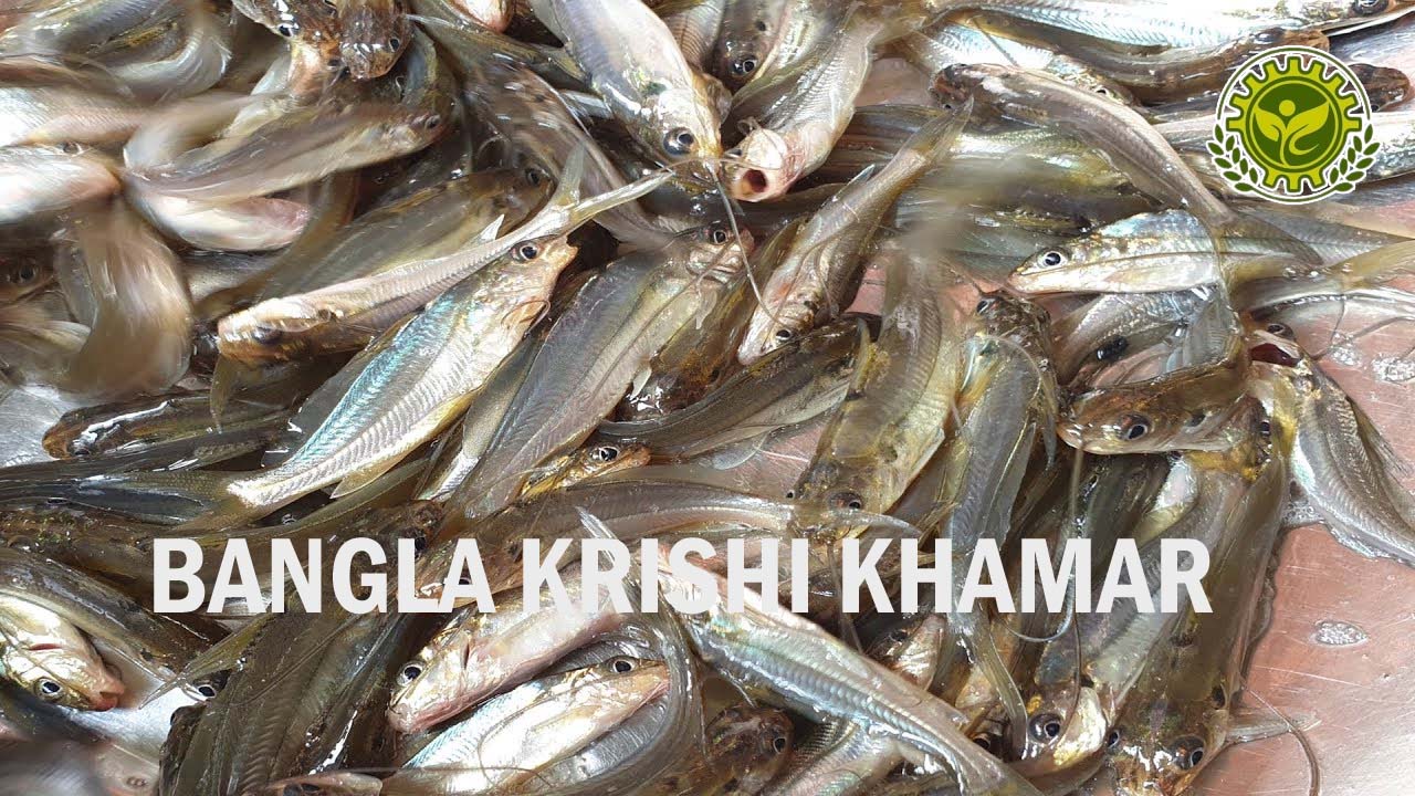 Gulsha Tangra Fish Seed Price range