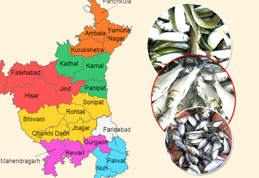 Haryana Fish Seed Supplier