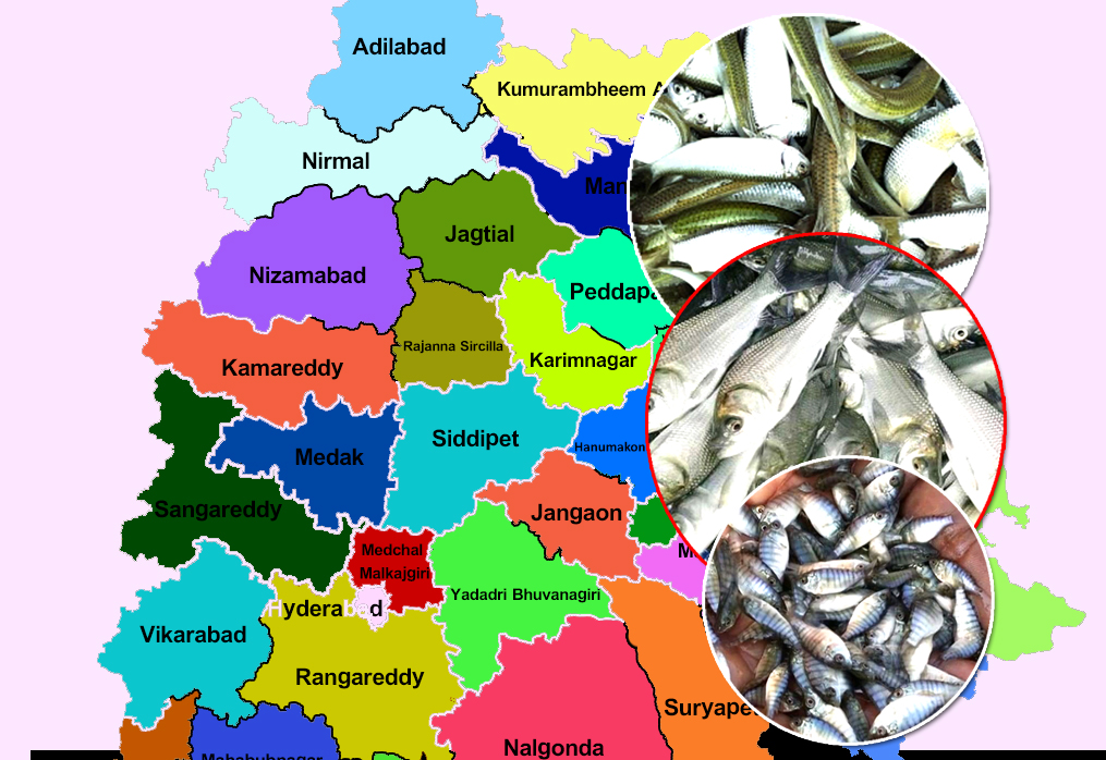 Hyderabad Fish Seed Supplier