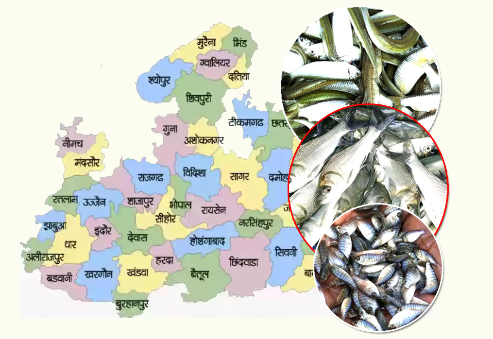 Madhya Pradesh Fish Seed Supplier