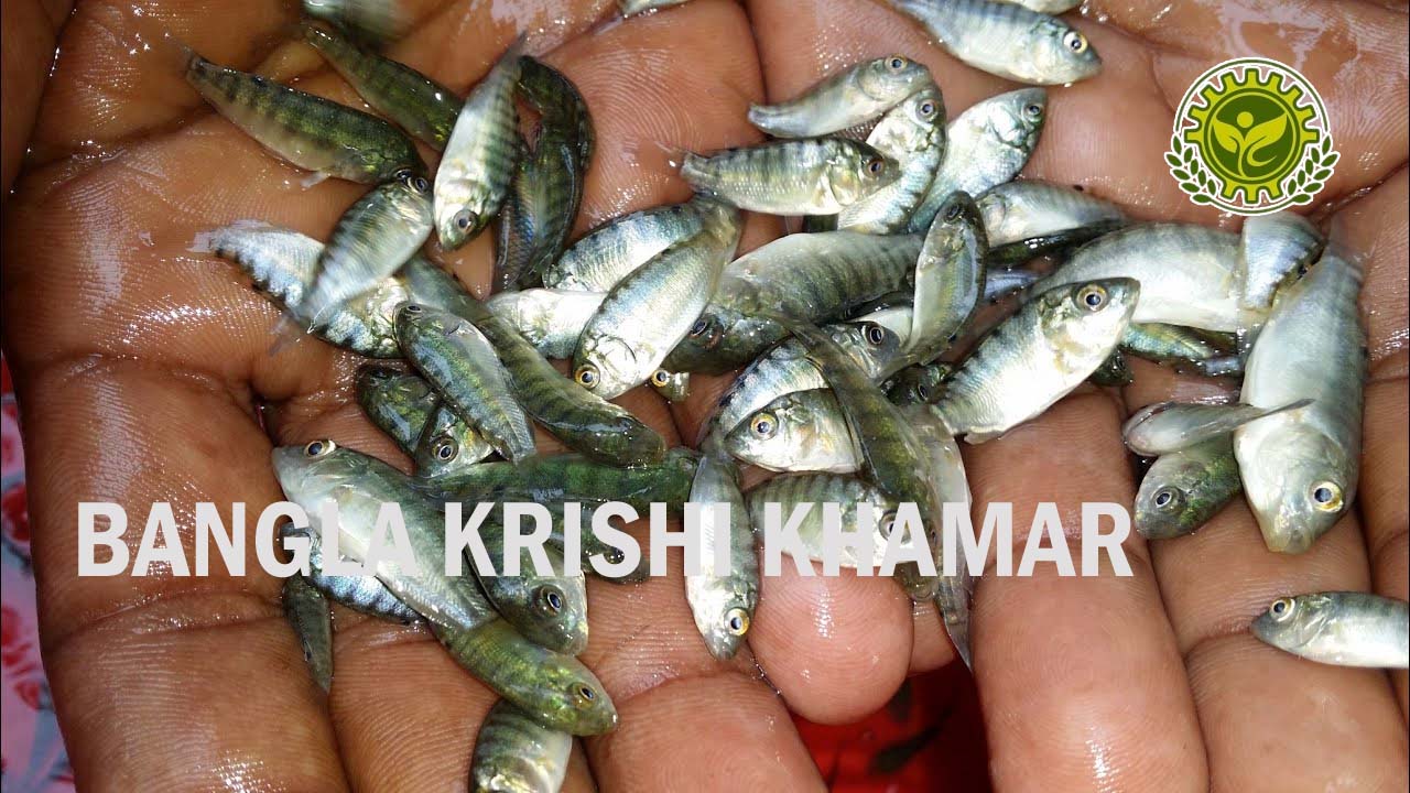 Monosex Tilapia Fish Seed Price in India