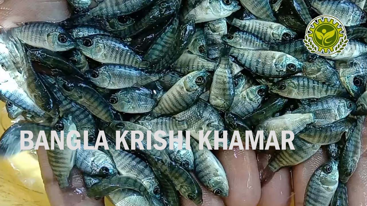 Kerala to promote breeding of native freshwater species - The Hindu