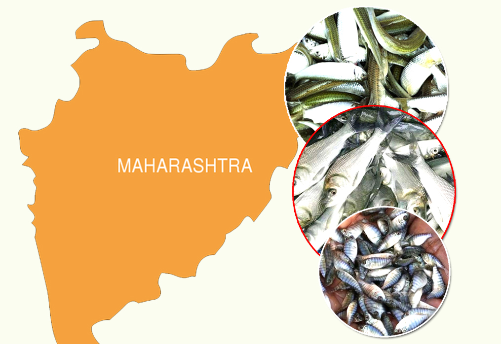 Mumbai Fish Seed Supplier