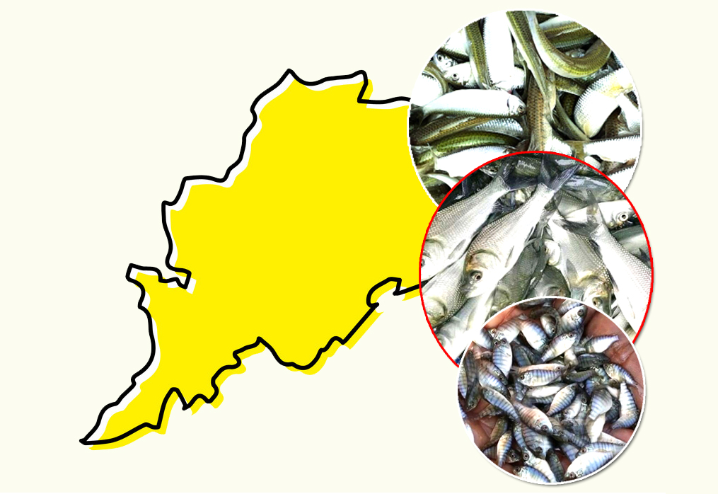 Odisha Fish Seed Supplier