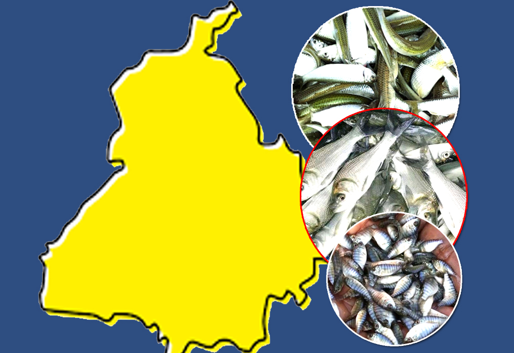 Punjab Fish Seed Supplier