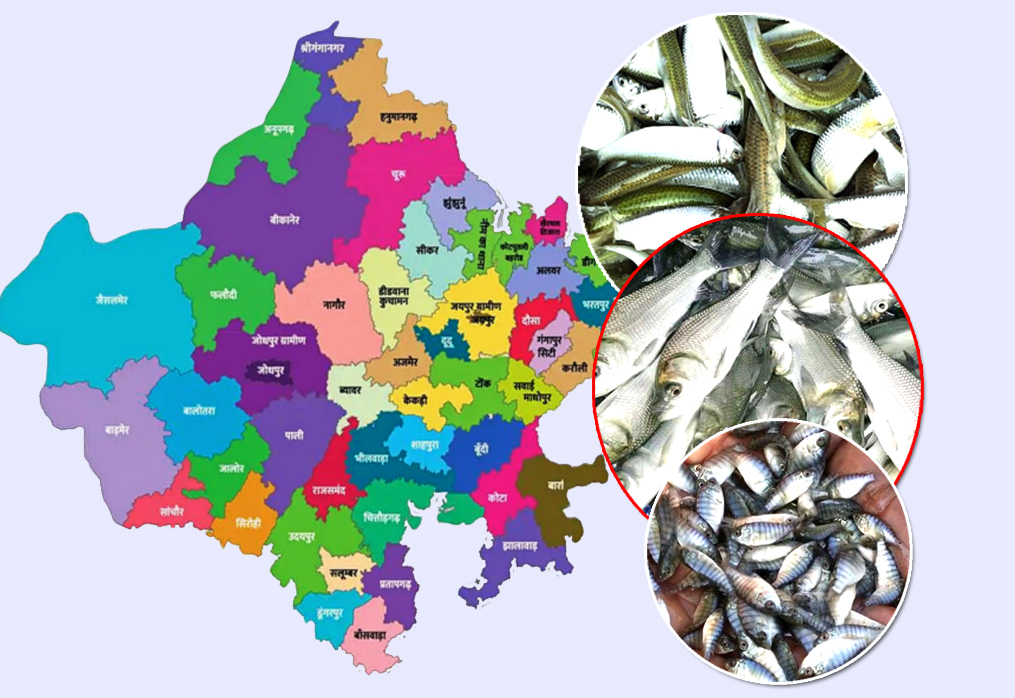 Rajasthan Fish Seed Supplier