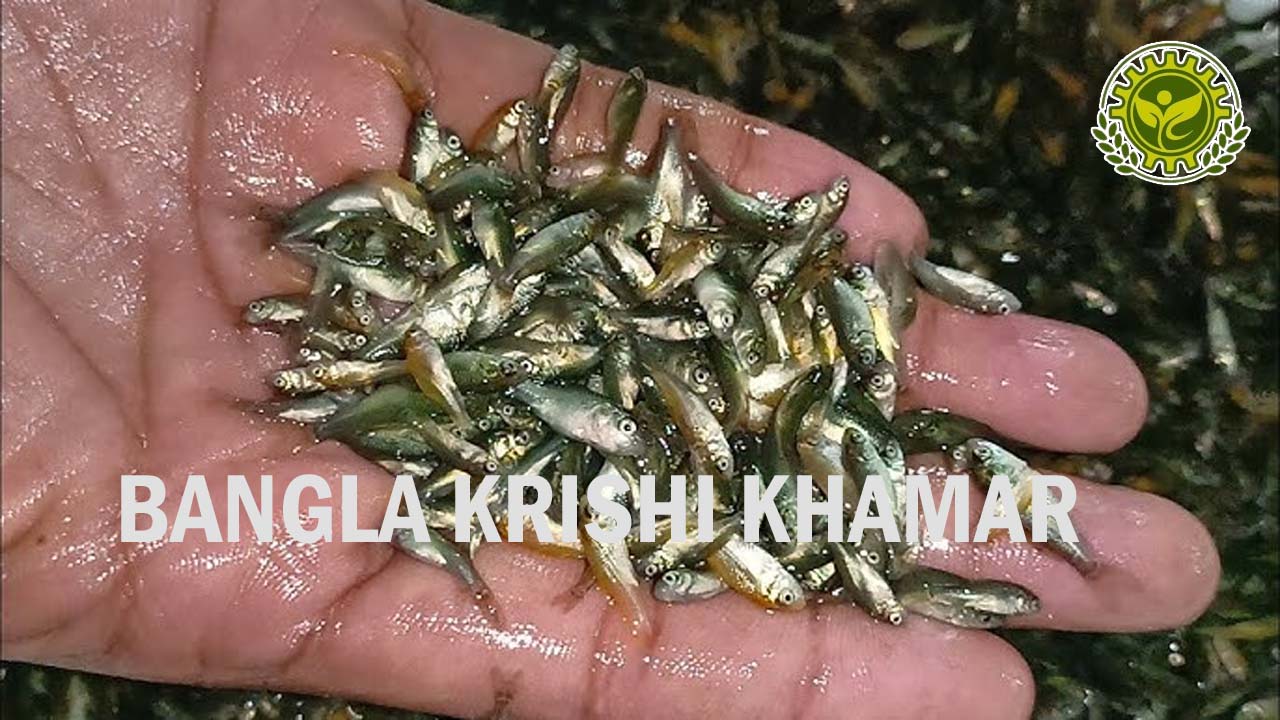 Rohu Fish Seed Price range in India 