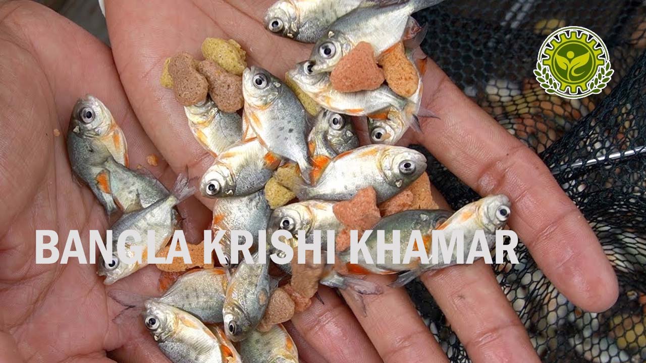 Rupchanda Fish Seed Price in India