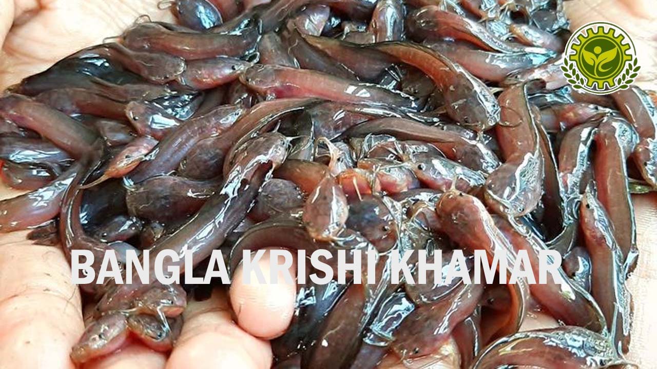 Top Quality Desi Magur Fish Seed
