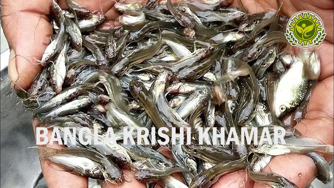 Top Quality Gulsha Tangra Fish Seed