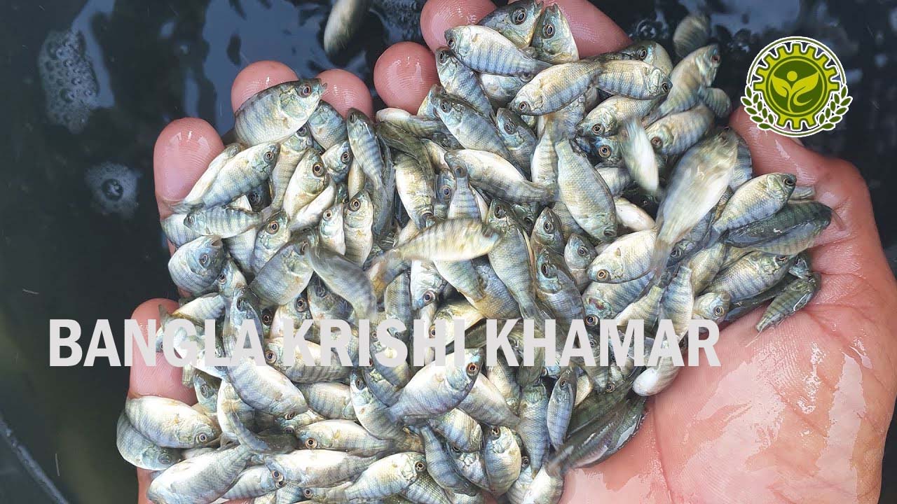 Top Quality Monosex Tilapia Fish Seed