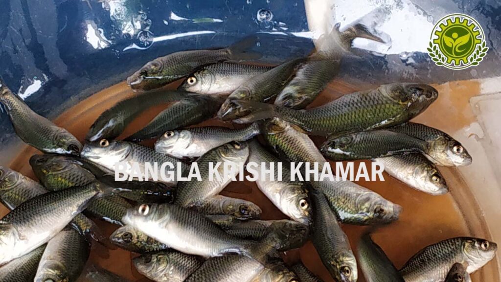 Amur Common Carp Fish Seed