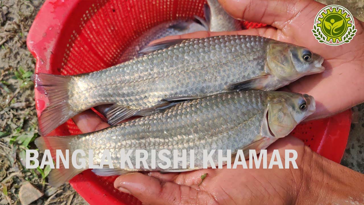 Black Carp Fish Seed Price in India