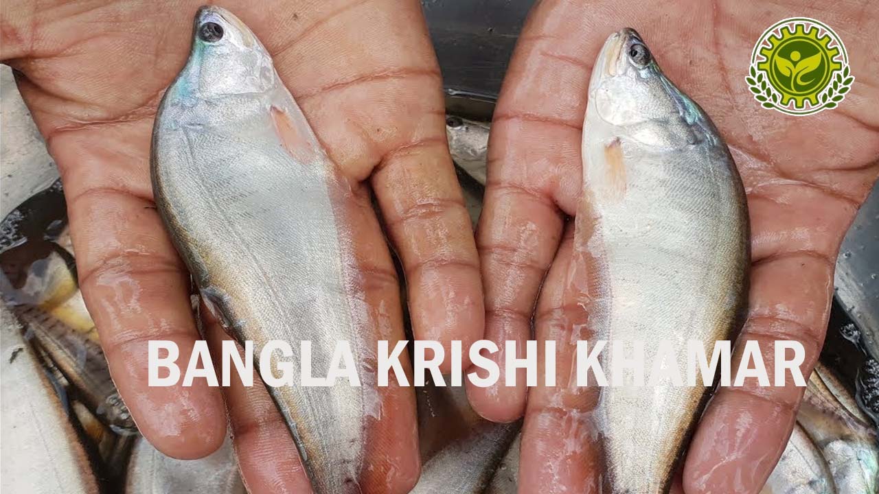 Chital Fish Seed Price range 