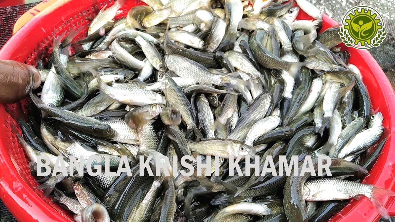 Grass Carp Fish Seed Price in India