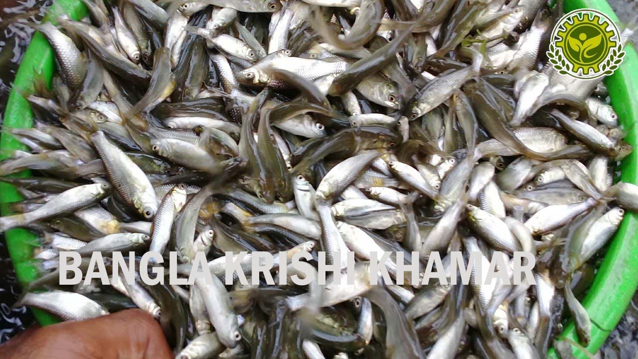 Grass Carp Fish Seed Price range 