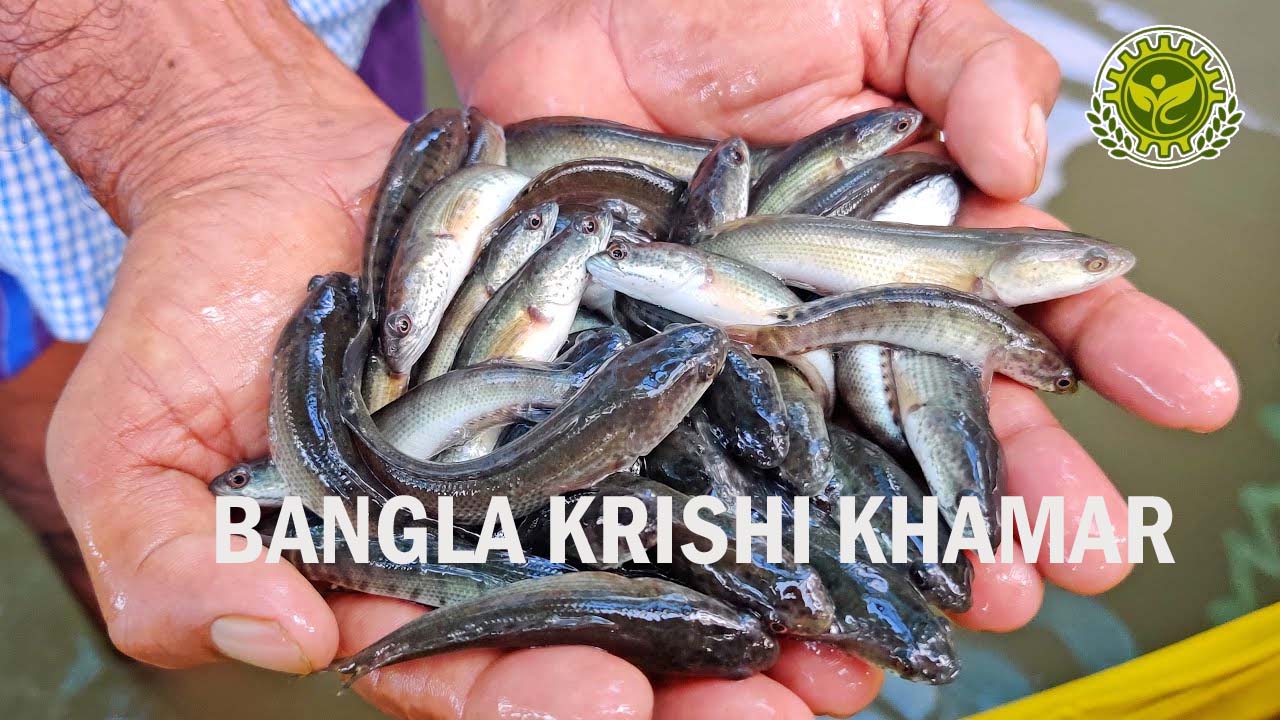 Murrel Fish Seed Price in India