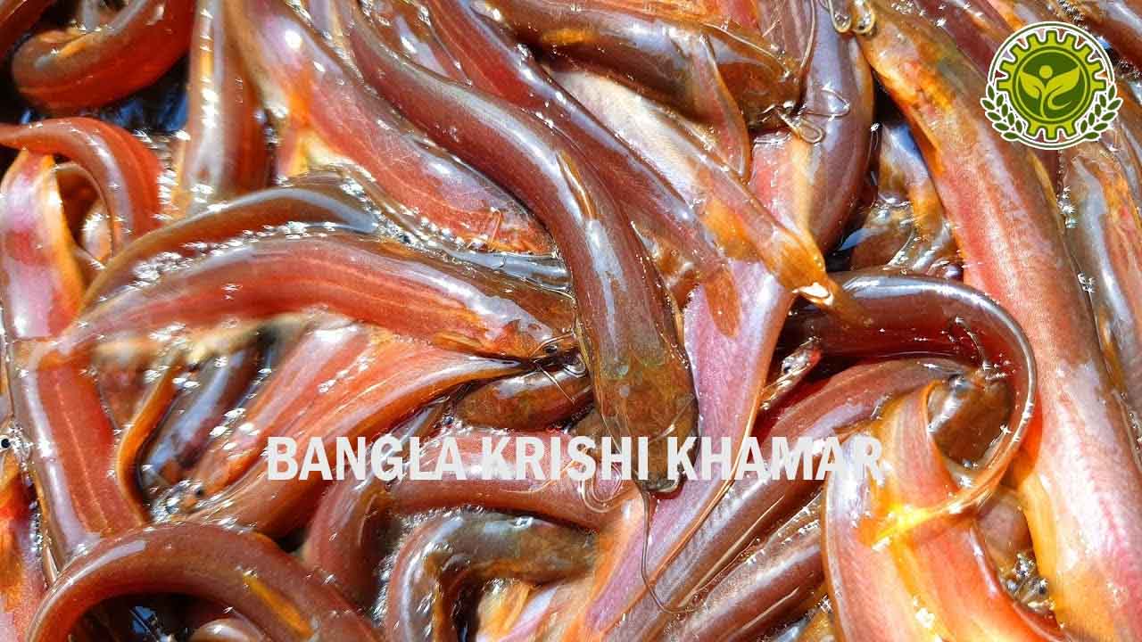 Singhi Fish Seed 