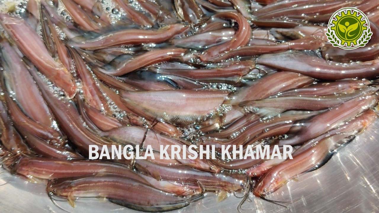 Singhi Fish Seed Price range in India