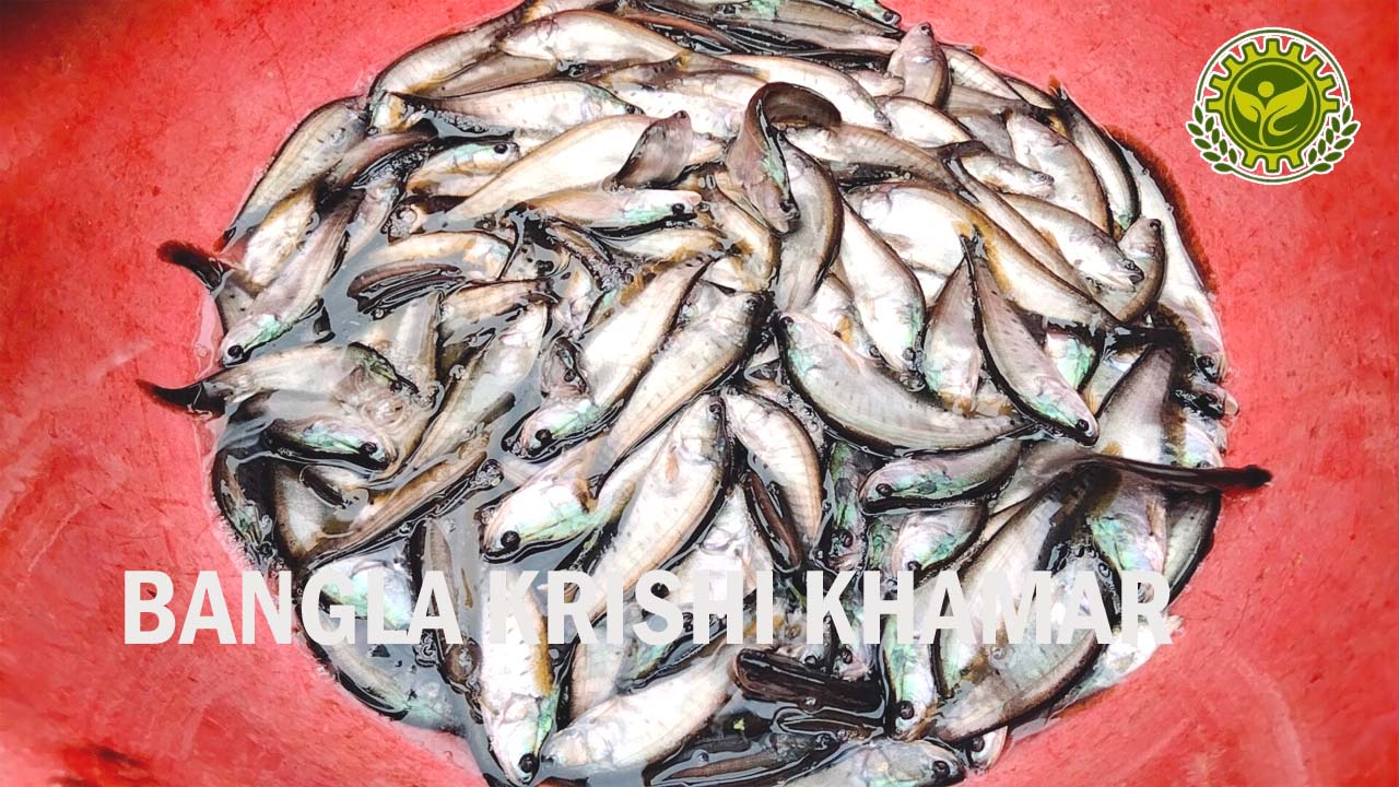 Top Quality Chital Fish Seed