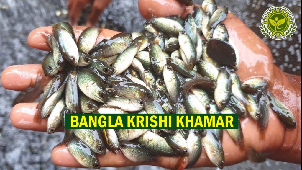 Vietnam Koi Fish Seed Price in India