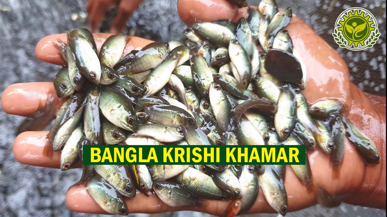 Vietnam Koi Fish Seed Price in India