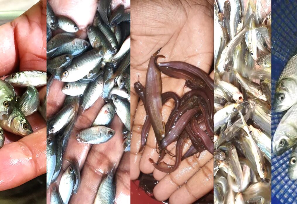 Fish Seed Price List in 2025