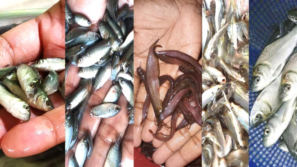 Fish Seed Price List in 2025